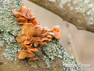 Fluweelpootjes, op paardenkastanje, Zwanenwater 1 310115