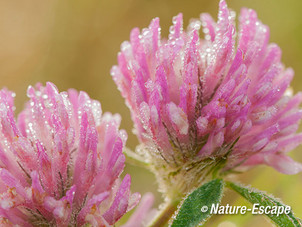 Klaver, rode klaver, bloemen, bloei, waterdruppels, druppels, Zwanenwater 1 290914