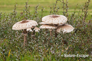 Grote parasolzwam, grote parasolzwammen, tussen kruipwilg, NHD Castricum 1 111014