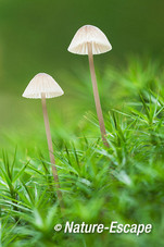 Mycena, sp., mycena's, Middenduin 1 141014