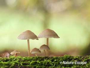 Mycena, sp., mycena's, AWD1 171014