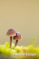 Kleine bloedsteelmycena, kleine bloedsteelmycena's, AWD2 171014