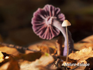 Mycena sp., amethistzwam, rodekoolzwam, onderzijde hoed, Rijsterbos 2 181014