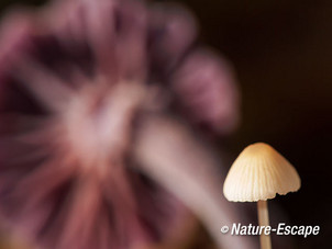 Mycena sp., amethistzwam, rodekoolzwam, onderzijde hoed, Rijsterbos 1 181014