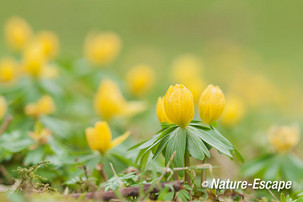 Winterakoniet, winterakonieten, bloemen, bloei, Elswout 1 070315