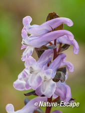 Holwortel, bloemen, bloei, Jac P Thijssepark, Amstelveen 1 140315