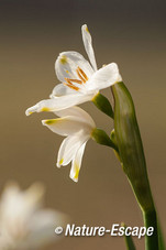 Zomerklokje, bloemen, bloei, Elswout 2 160315