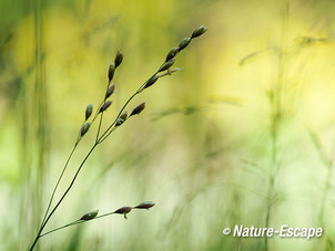 Knikkend parelgras, bloemen, bloei, Jac P Thijssepark, Amestelveen 2 130515